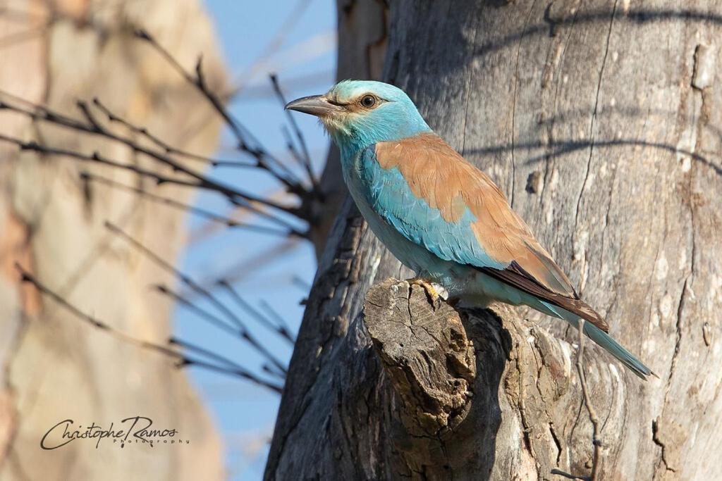 L'Oiseau Bleu Rollier Bed & Breakfast Roubia Dış mekan fotoğraf